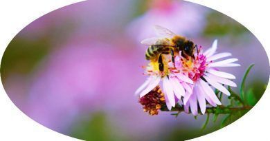 Oracle y el World Bee Project han anunciado un primer acercamiento mundial para comprender la disminución de las poblaciones de abejas y ayudar a protegerlas.