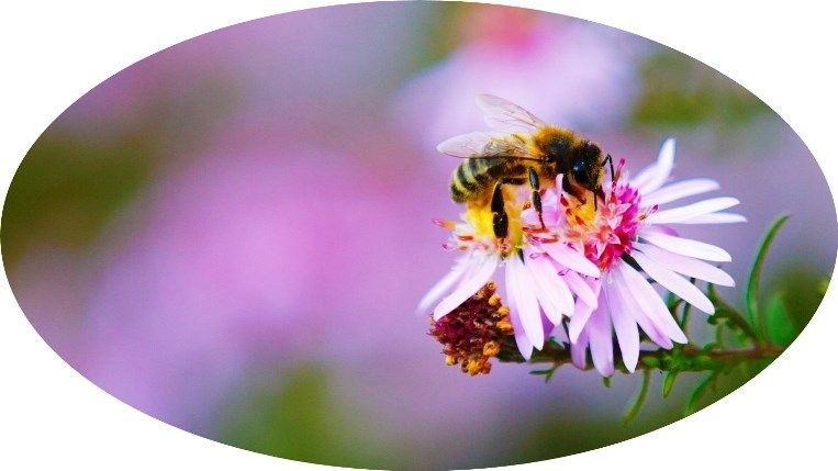 Oracle y el World Bee Project han anunciado un primer acercamiento mundial para comprender la disminuci&oacute;n de las poblaciones de abejas y ayudar a protegerlas.