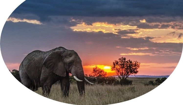 Salvar a los elefantes no sólo se trata de detener las actividades de los cazadores furtivos. También es igual de importante interrumpir el mercado global que los recompensa de manera económica por esta actividad.