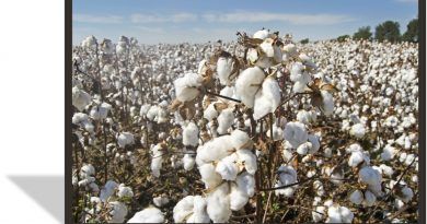 Los agricultores de algodón incrementaron la productividad y rentabilidad en sus cosechas, gracias a la tecnificación de sus cultivos y el programa de capacitación que incluyó la iniciativa.