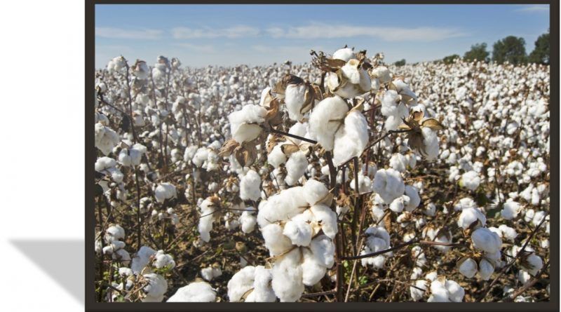 Los agricultores de algodón incrementaron la productividad y rentabilidad en sus cosechas, gracias a la tecnificación de sus cultivos y el programa de capacitación que incluyó la iniciativa.