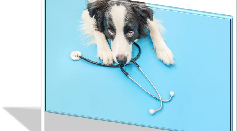 Este servicio estará disponible a partir del 30 de noviembre y contará con profesionales de la salud veterinaria al servicio de los colombianos y sus mascotas. 4.4 millones de familias colombianas cuentan con al menos una mascota en su núcleo familiar.