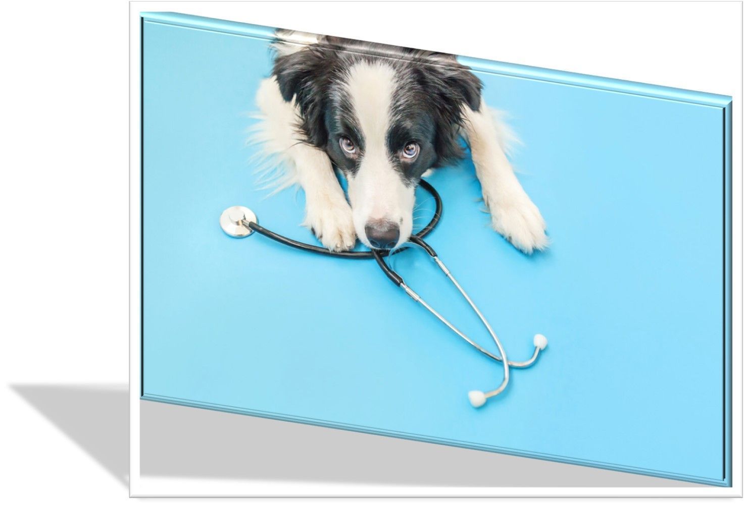 Este servicio estar&aacute; disponible a partir del 30 de noviembre y contar&aacute; con profesionales de la salud veterinaria al servicio de los colombianos y sus mascotas. 4.4 millones de familias colombianas cuentan con al menos una mascota en su n&uacute;cleo familiar.