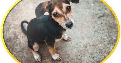 En México se estima que el 70% de las mascotas están en abandono y, en ciudades de Colombia como Bogotá, hay más de 66 mil perros callejeros que viven en difíciles condiciones.