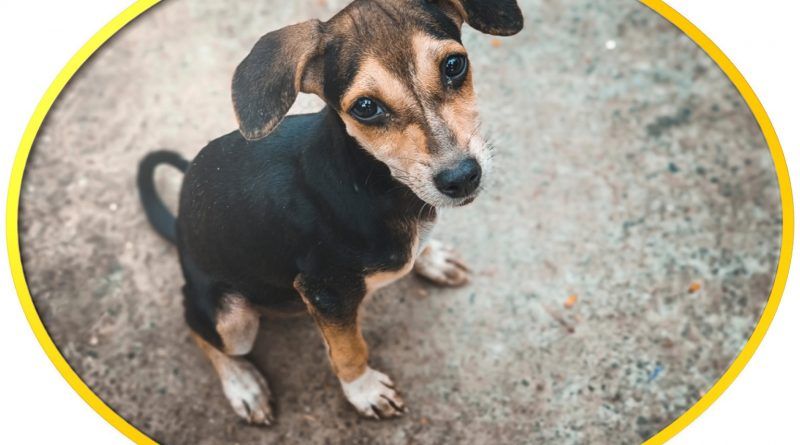 En México se estima que el 70% de las mascotas están en abandono y, en ciudades de Colombia como Bogotá, hay más de 66 mil perros callejeros que viven en difíciles condiciones.