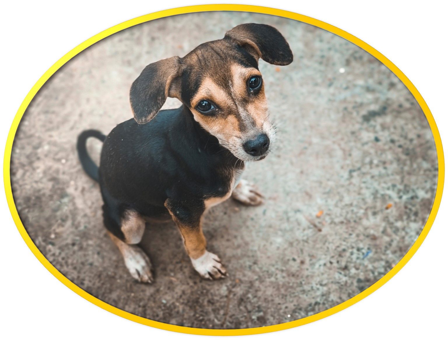 En M&eacute;xico se estima que el 70% de las mascotas est&aacute;n en abandono y, en ciudades de Colombia como Bogot&aacute;, hay m&aacute;s de 66 mil perros callejeros que viven en dif&iacute;ciles condiciones.