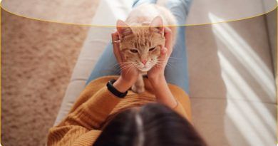 Una mascota tranquila vive más feliz en casa. Aquí te damos unos consejos para que brindes un espacio más armónico a tus compañeros de cuatro patas.
