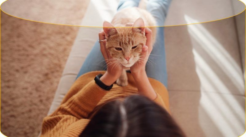 Una mascota tranquila vive más feliz en casa. Aquí te damos unos consejos para que brindes un espacio más armónico a tus compañeros de cuatro patas.