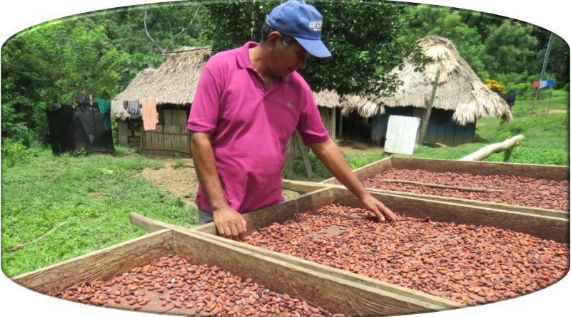 Trabajar con productores de cacao de diferentes zonas del país, es la apuesta de Legado para mejorar sus condiciones de vida y brindar experiencias colmadas de sabor con cacao 100% colombiano.