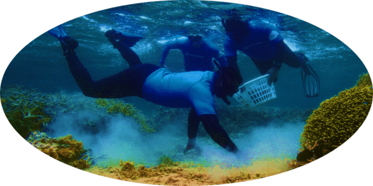 Samsung se une a iniciativas globales para restaurar arrecifes de coral, colaborando con expertos y comunidades locales en la preservaci&oacute;n de ecosistemas marinos vitales.