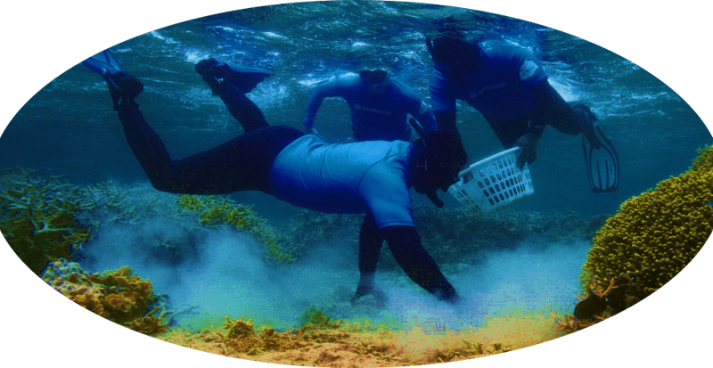 Samsung se une a iniciativas globales para restaurar arrecifes de coral, colaborando con expertos y comunidades locales en la preservación de ecosistemas marinos vitales.