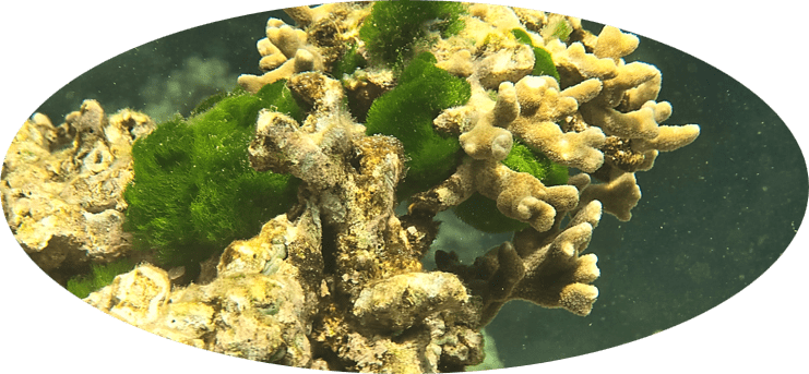 Los arrecifes de coral, aunque cubren menos del 1% del fondo marino, albergan aproximadamente el 25% de la vida marina del planeta. 